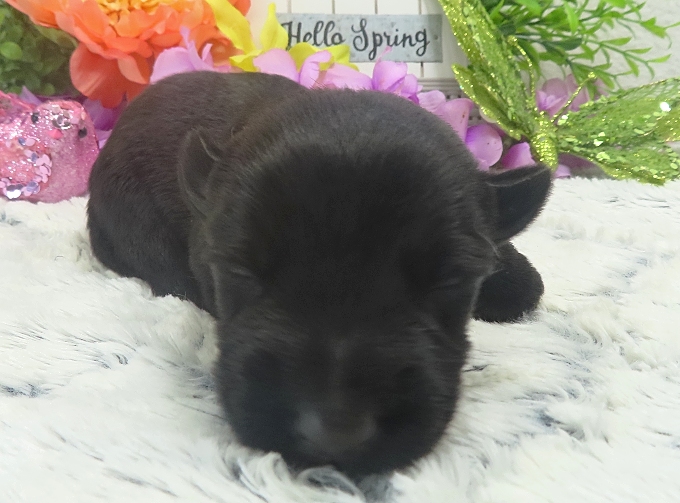 elliot 2wk 4
