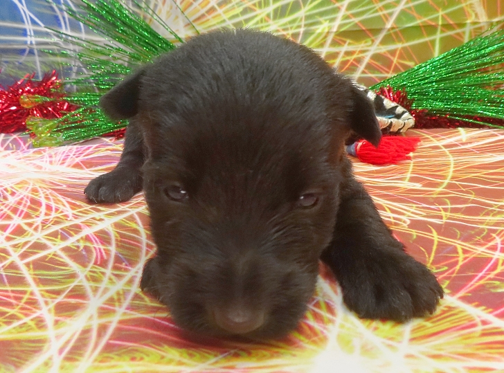 elliot 3wk 6