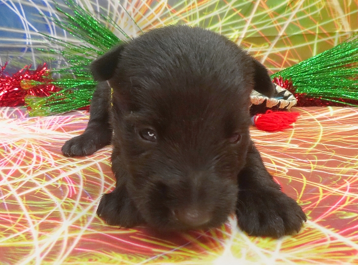 elliot 3wk 7