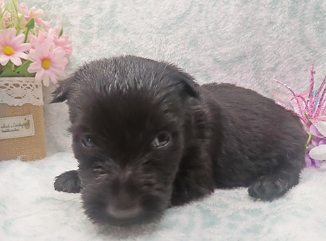 elliot 4wk 3