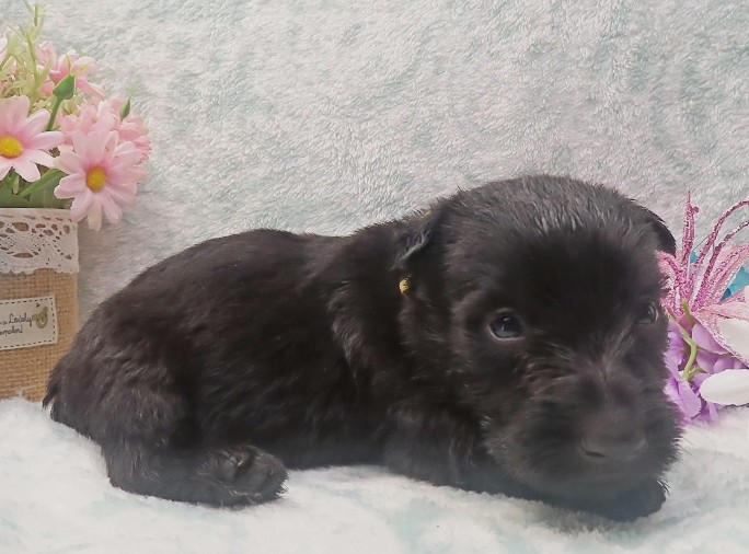 elliot 4wk 5