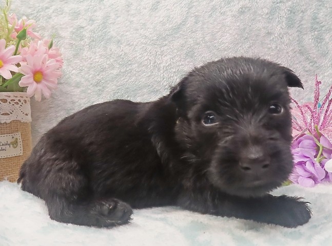 elliot 4wk 6