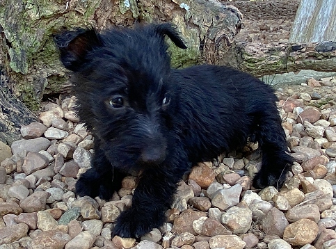 elliot 6wk 2