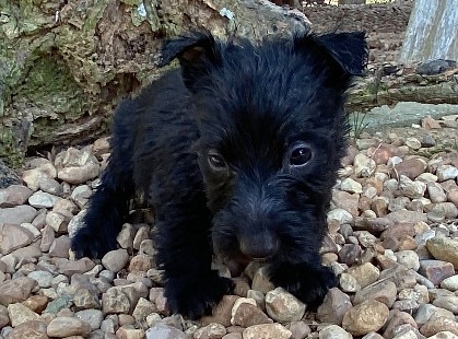 elliot 6wk 5