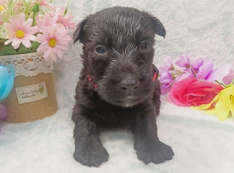 elmo 4wk 1