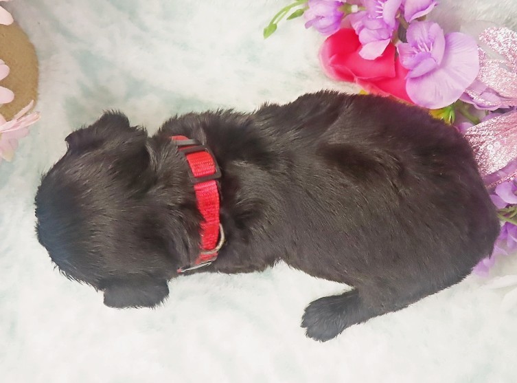 elmo 4wk 2