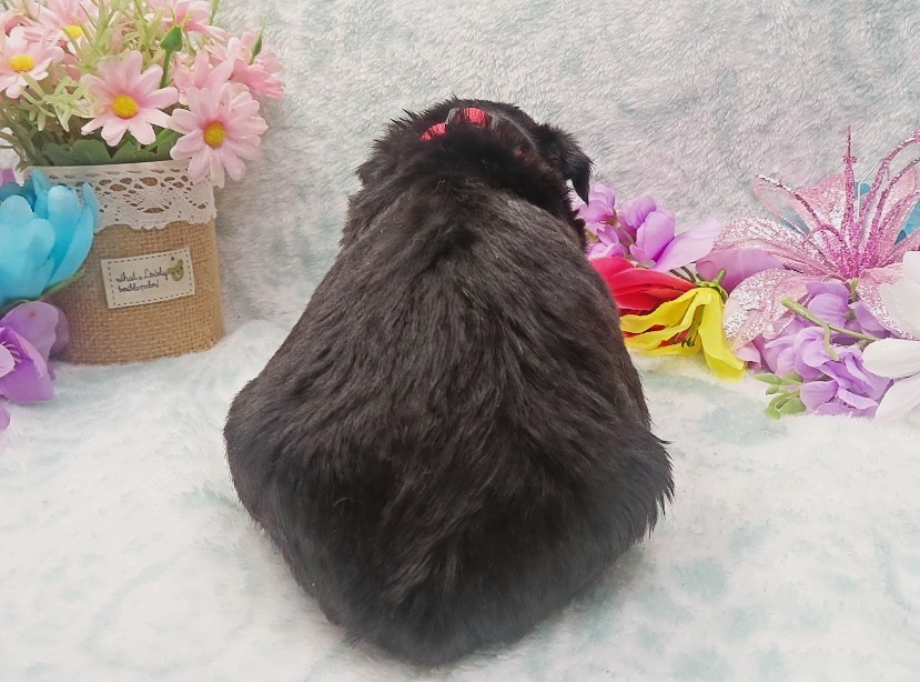 elmo 4wk 3