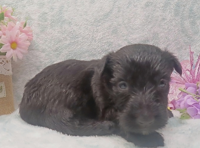 elmo 4wk 4