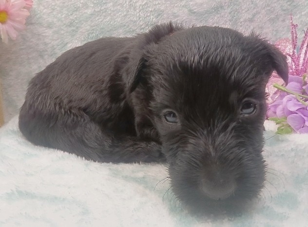 elmo 4wk 5