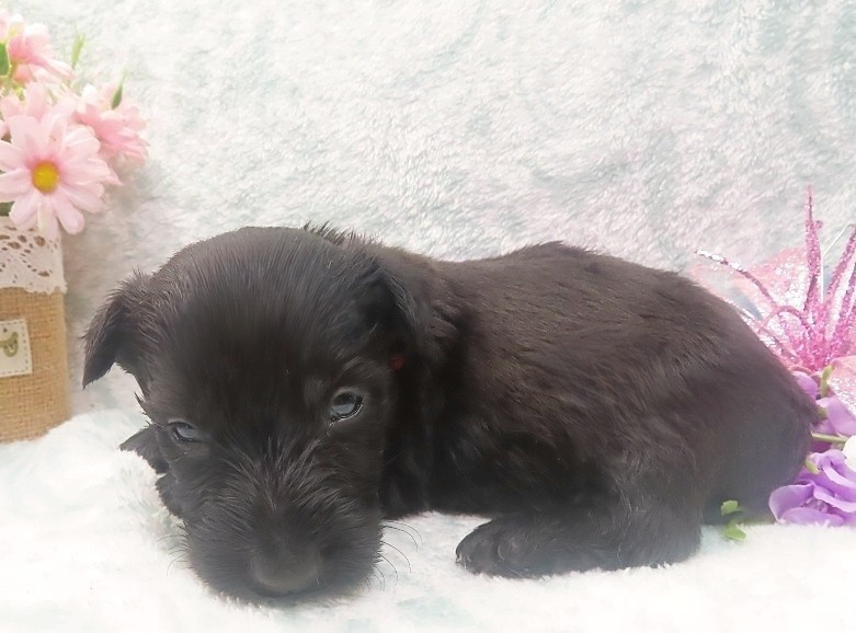elmo 4wk 6
