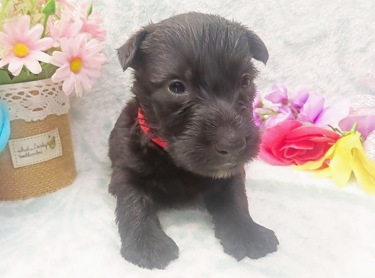 elmo 4wk 8