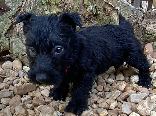 elmo 6wk 2