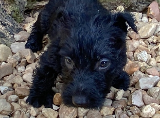 elmo 6wk 4
