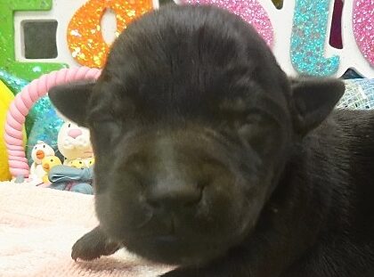 elphie 1wk 1 edited