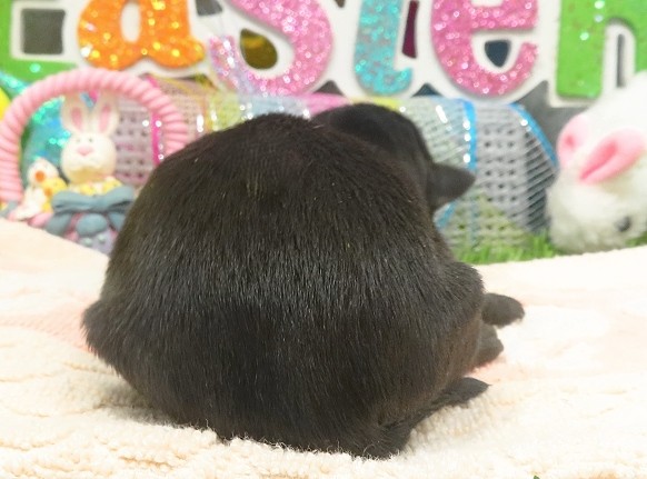 elphie 1wk 2