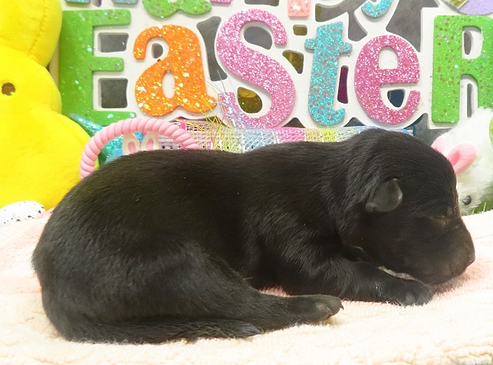 elphie 1wk 3
