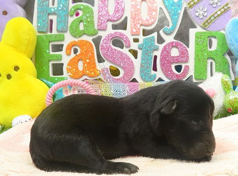 elphie 1wk 4