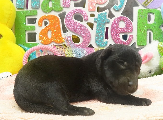 elphie 1wk 5