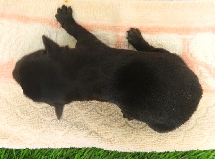 elphie 1wk 6