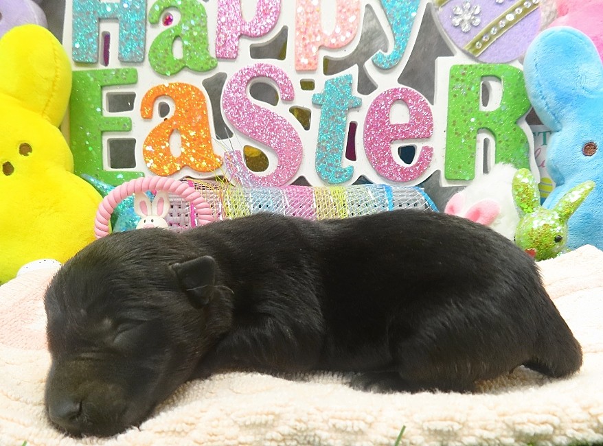 elphie 1wk 8
