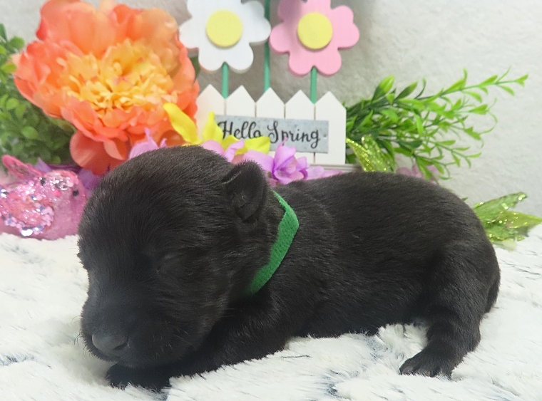 elphie 2wk 1