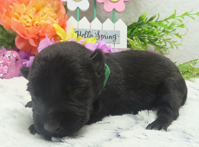 elphie 2wk 2