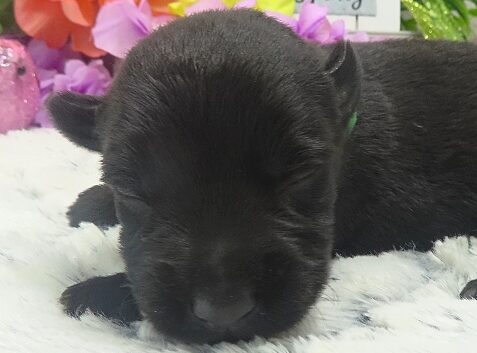 elphie 2wk 3 edited