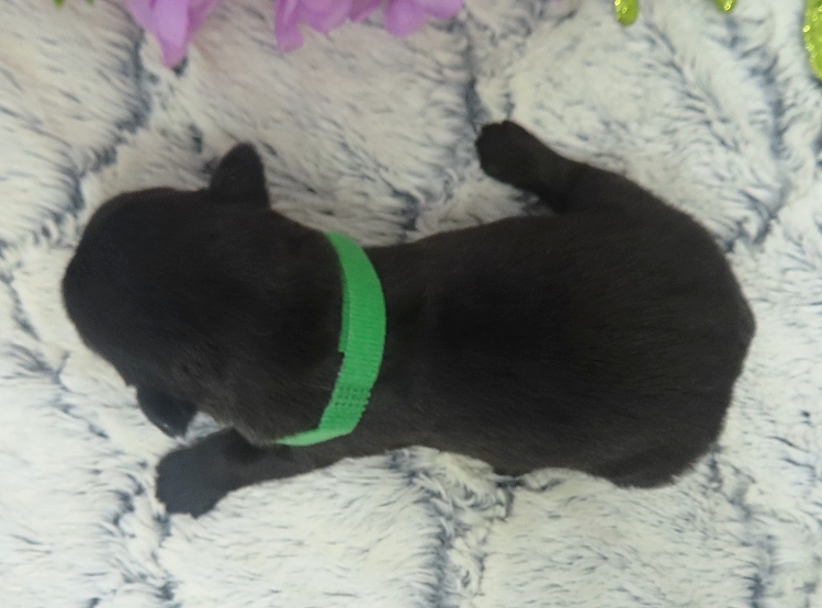 elphie 2wk 4