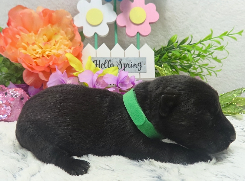 elphie 2wk 6