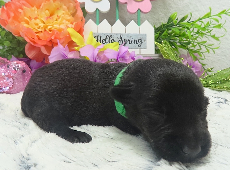 elphie 2wk 7