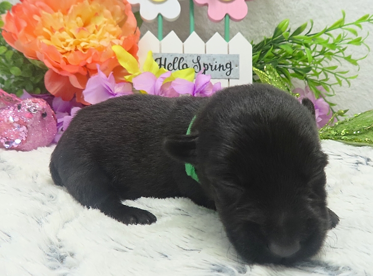 elphie 2wk 8