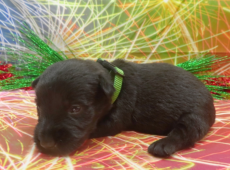 elphie 3wk 1