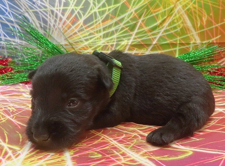 elphie 3wk 2