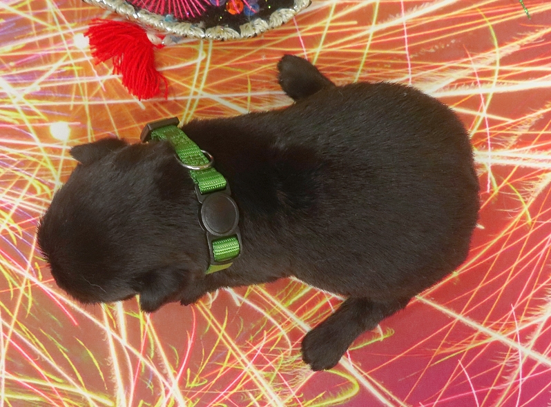 elphie 3wk 3