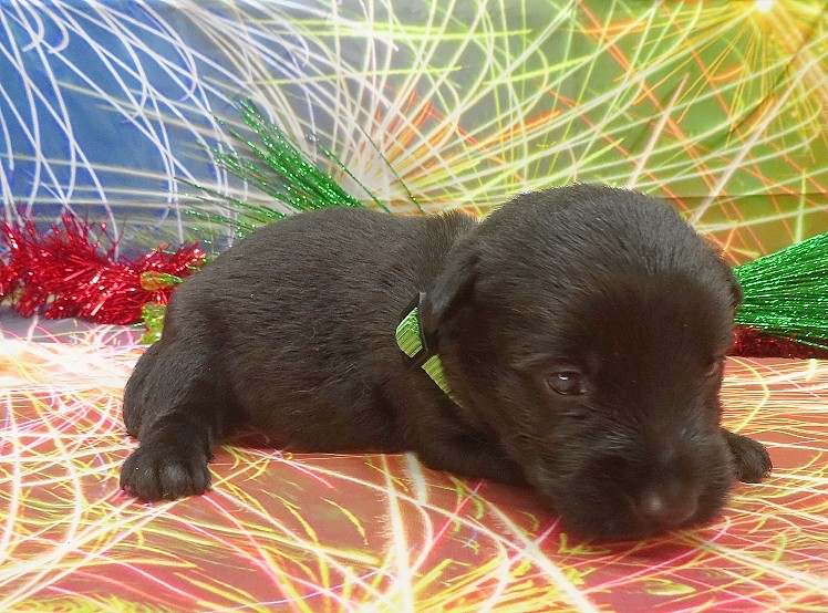elphie 3wk 5