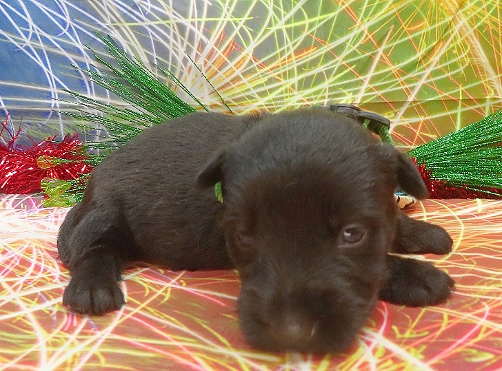 elphie 3wk 6