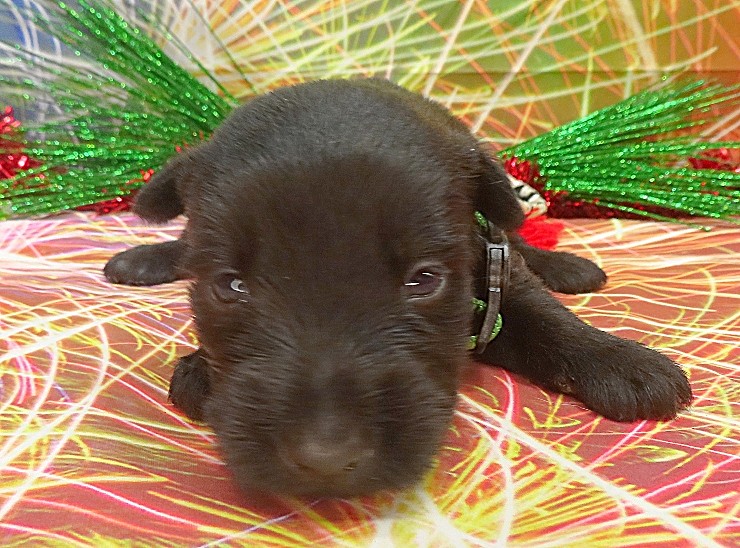 elphie 3wk 7