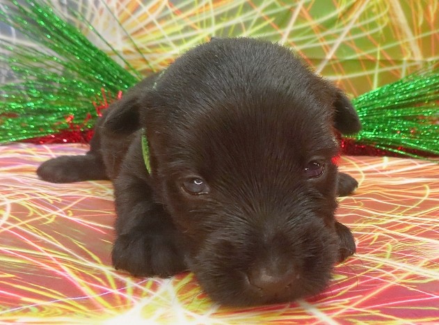 elphie 3wk 8