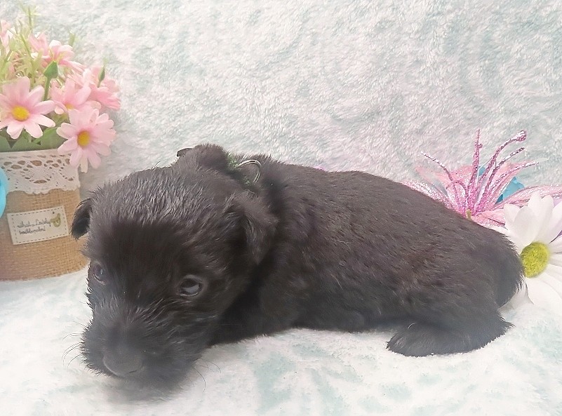 elphie 4wk 1