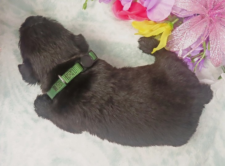 elphie 4wk 2
