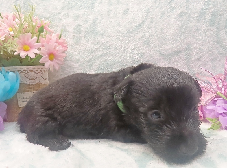 elphie 4wk 4
