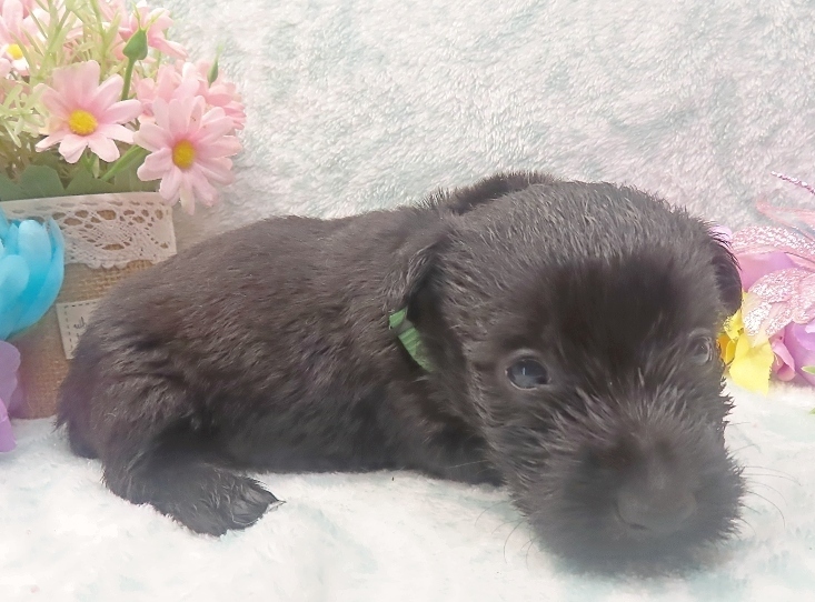 elphie 4wk 5