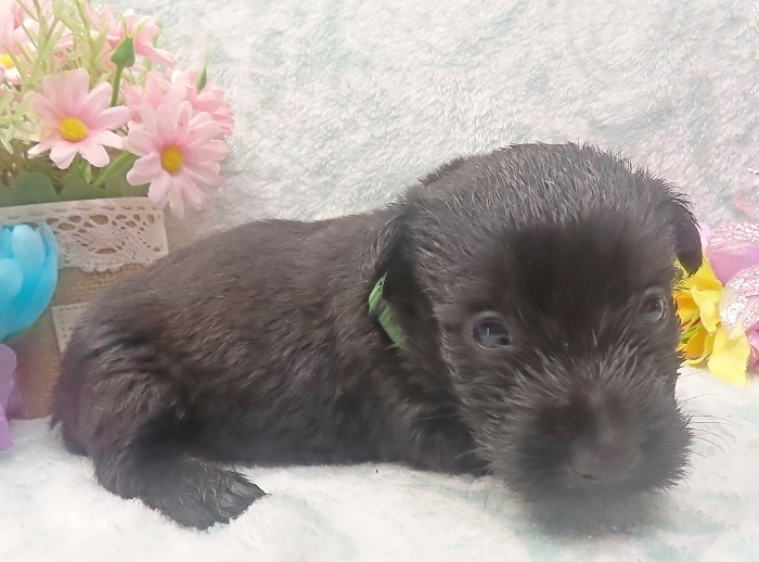elphie 4wk 6