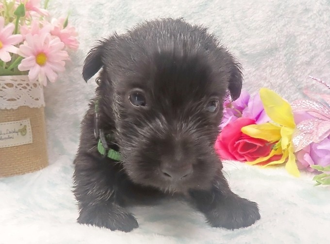 elphie 4wk 7