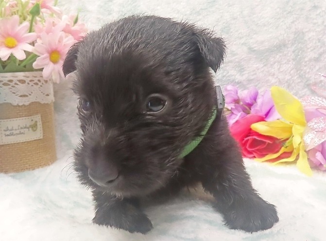 elphie 4wk 8