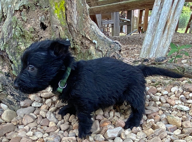 elphie 6wk 1