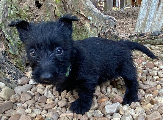 elphie 6wk 2