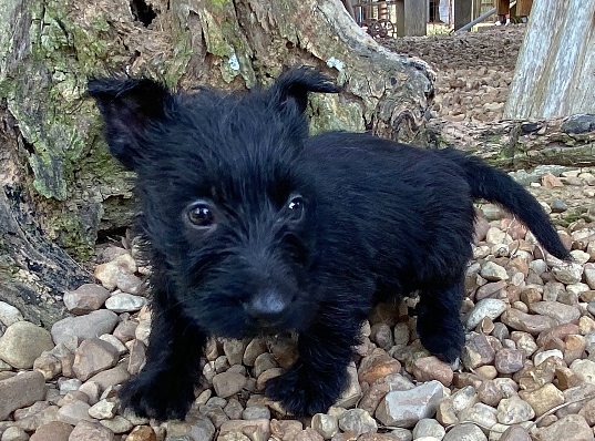 elphie 6wk 3