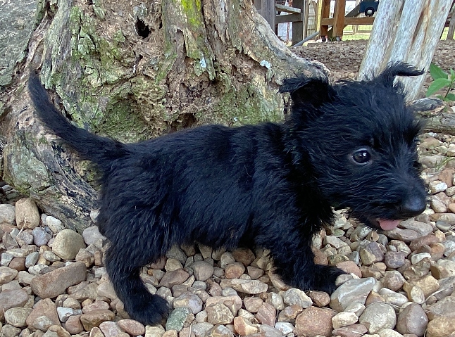 elphie 6wk 4
