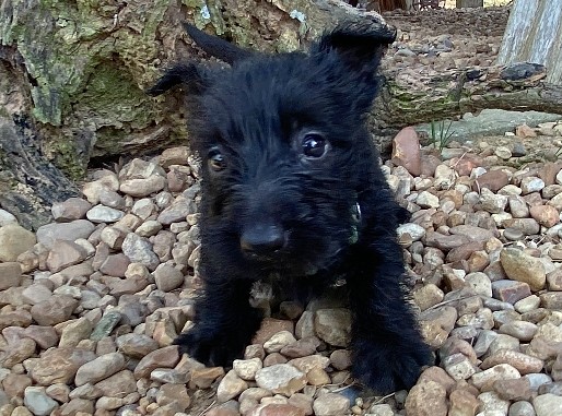 elphie 6wk 6